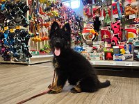 9 Wochen alt  Einkaufen im Meiko Beringen